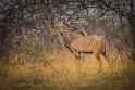 082 Zimbabwe, Hwange NP, grote koedoe